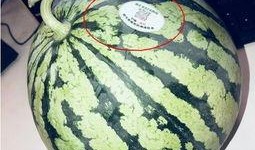 网红吃瓜跳舞最新版,趣味横生，娱乐无限