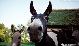 爆料大驴的视频大全,热门爆料一网打尽